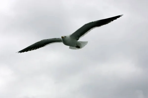 Lindas Gaivotas Voando Céu Céu Cinza Com Nuvens Dia Chuvoso — Fotografia de Stock