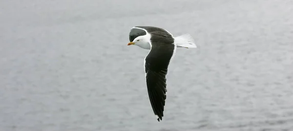 Hermosas Gaviotas Volando Cielo Cielo Gris Con Nubes Día Lluvioso — Foto de Stock