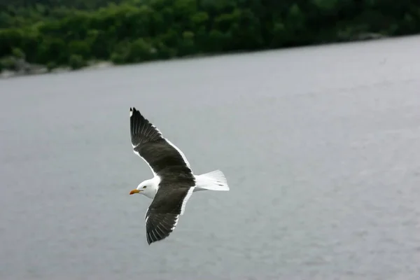 Hermosas Gaviotas Volando Cielo Cielo Gris Con Nubes Día Lluvioso — Foto de Stock