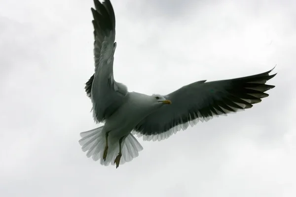 Lindas Gaivotas Voando Céu Céu Cinza Com Nuvens Dia Chuvoso — Fotografia de Stock