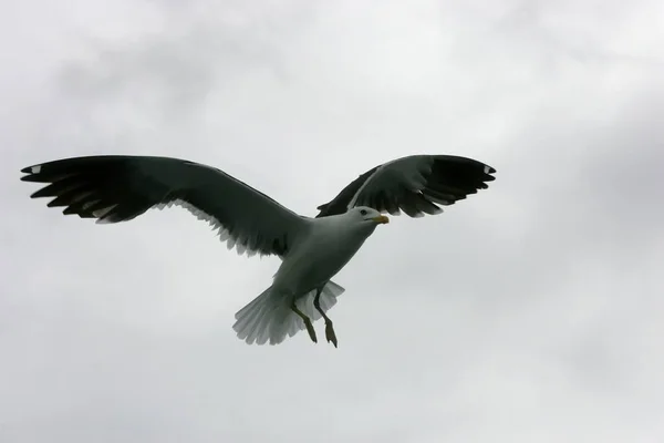 Lindas Gaivotas Voando Céu Céu Cinza Com Nuvens Dia Chuvoso — Fotografia de Stock