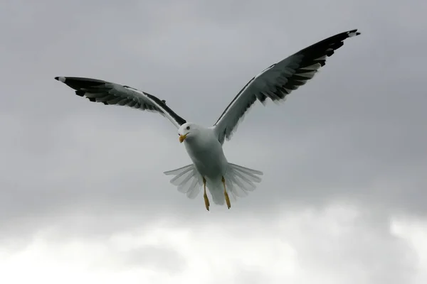 Lindas Gaivotas Voando Céu Céu Cinza Com Nuvens Dia Chuvoso — Fotografia de Stock