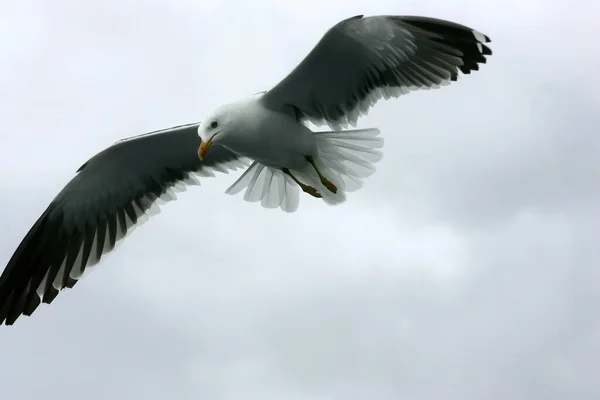 Прекрасні Чайки Літають Небі Сіре Небо Хмарами Дощовий День — стокове фото