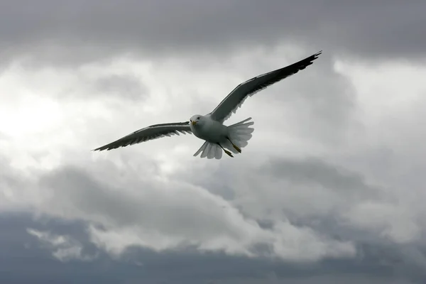 Beautiful Seagulls flying in the sky, gray sky with clouds, rainy day