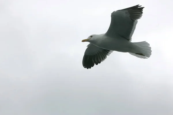 Bei Gabbiani Che Volano Nel Cielo Cielo Grigio Con Nuvole — Foto Stock