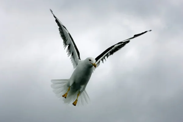 Beautiful Seagulls Flying Sky Gray Sky Clouds Rainy Day — Stock Photo, Image
