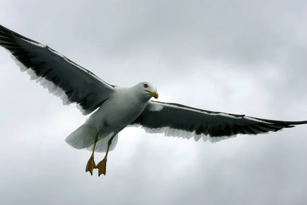 Lindas Gaivotas Voando Céu Céu Cinza Com Nuvens Dia Chuvoso — Fotografia de Stock