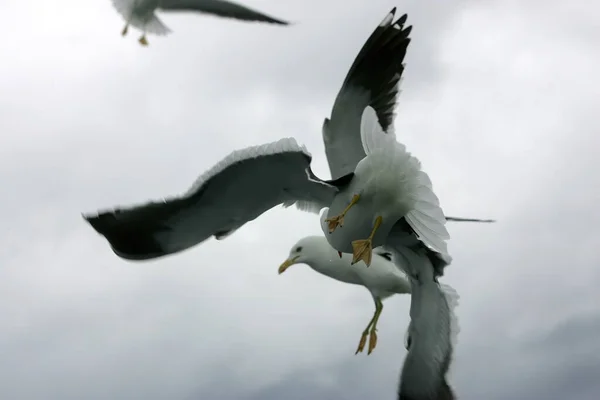 Beautiful Seagulls Flying Sky Gray Sky Clouds Rainy Day — Stock Photo, Image