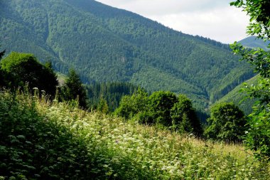                                Jasenova 'nın yukarısında Mala Fatra Ulusal Parkı tepeleri olan çayırlar ve ormanlar, Slovakya. Güneşli yaz günü 