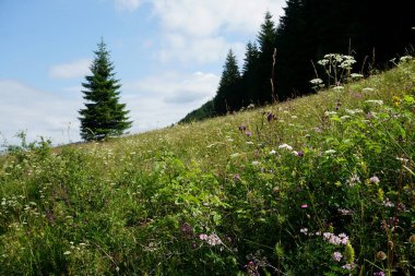                                Jasenova 'nın yukarısında Mala Fatra Ulusal Parkı tepeleri olan çayırlar ve ormanlar, Slovakya. Güneşli yaz günü 