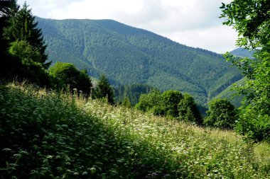                               Jasenova 'nın yukarısında Mala Fatra Ulusal Parkı tepeleri olan çayırlar ve ormanlar, Slovakya. Güneşli yaz günü 