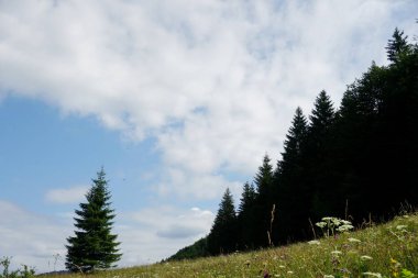                                Jasenova 'nın yukarısında Mala Fatra Ulusal Parkı tepeleri olan çayırlar ve ormanlar, Slovakya. Güneşli yaz günü 