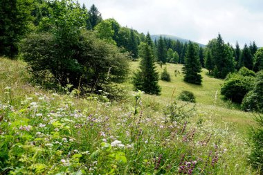                                Jasenova 'nın yukarısında Mala Fatra Ulusal Parkı tepeleri olan çayırlar ve ormanlar, Slovakya. Güneşli yaz günü 
