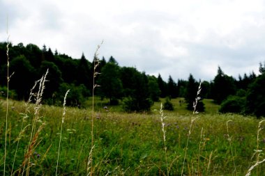                                Jasenova 'nın yukarısında Mala Fatra Ulusal Parkı tepeleri olan çayırlar ve ormanlar, Slovakya. Güneşli yaz günü 