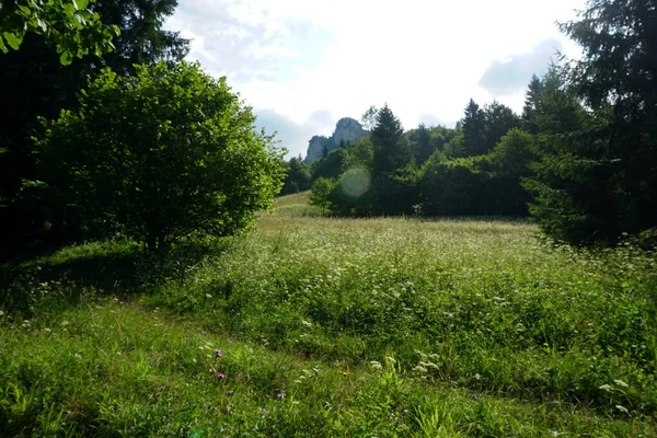 Louky Lesy Nad Jasenovou Kopci Národního Parku Malá Fatra Slovensko — Stock fotografie