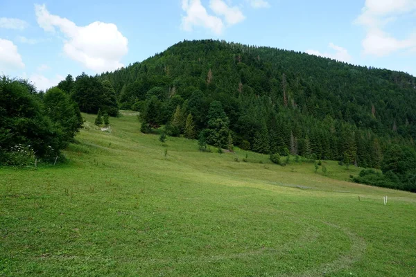                                Jasenova 'nın yukarısında Mala Fatra Ulusal Parkı tepeleri olan çayırlar ve ormanlar, Slovakya. Güneşli yaz günü 