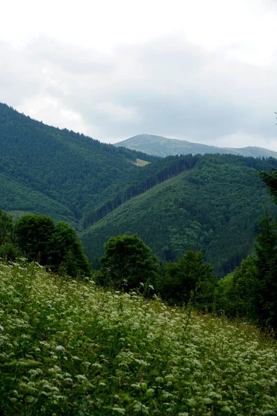 Weiden Bossen Boven Jasenova Met Heuvels Van Mala Fatra National — Stockfoto