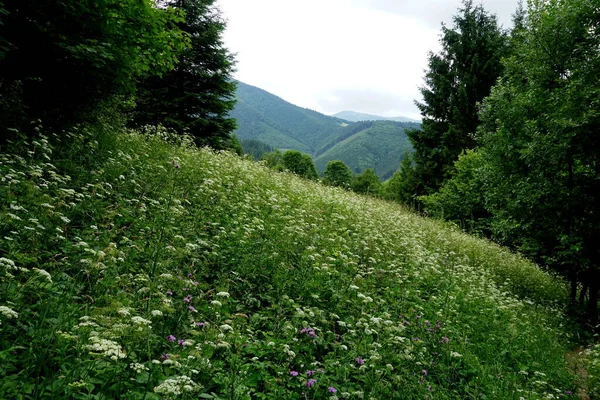 Λιβάδια Και Δάση Πάνω Από Jasenova Λόφους Της Mala Fatra — Φωτογραφία Αρχείου