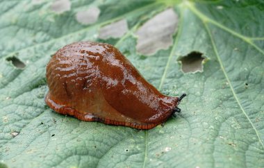 Bahçedeki yeşil yaprakların üzerinde bir İspanyol sümüklüböceği (arion vulgaris). Bahçe sümüklüböceğine (arion rufus) yakın çekim. İstilacı hayvan türleri. Bahçe sorunu