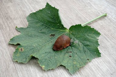 Bahçedeki yeşil yaprakların üzerinde bir İspanyol sümüklüböceği (arion vulgaris). Bahçe sümüklüböceğine (arion rufus) yakın çekim. İstilacı hayvan türleri. Bahçe sorunu
