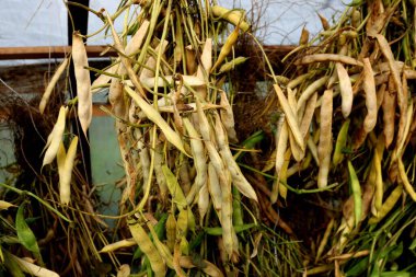 Kapsüllü fasulye bir serada kurutulur. Kurutulmuş fasulye.