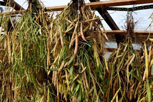 Kapsüllü fasulye bir serada kurutulur. Kurutulmuş fasulye.