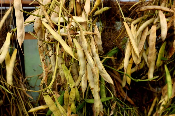 Kapsüllü fasulye bir serada kurutulur. Kurutulmuş fasulye.