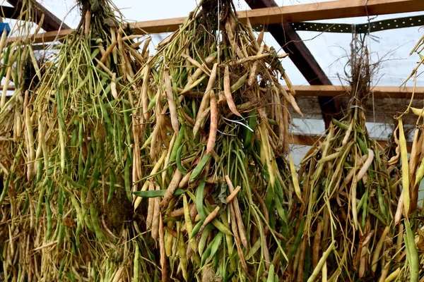 Kapsüllü fasulye bir serada kurutulur. Kurutulmuş fasulye.