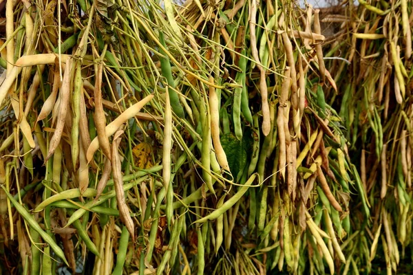 Kapsüllü fasulye bir serada kurutulur. Kurutulmuş fasulye.