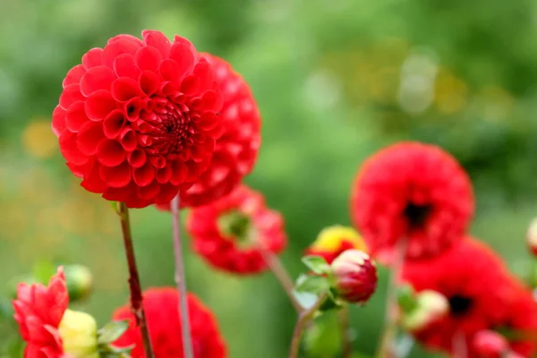 Piękne Czerwone Dahlie Rosną Jesiennym Ogrodzie Zielone Rozmazane Tło — Zdjęcie stockowe