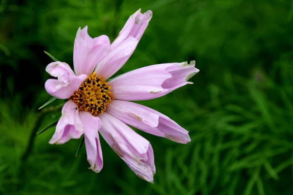 Schöne Kosmosblume Cosmos Bipinnatus Mit Verschwommenem Hintergrund — Stockfoto