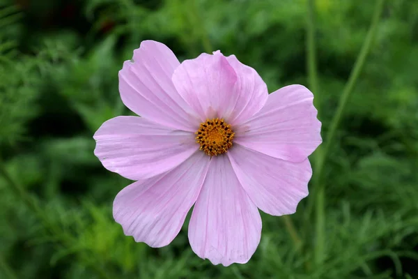 Όμορφο Λουλούδι Cosmos Cosmos Bipinnatus Θολή Φόντο — Φωτογραφία Αρχείου