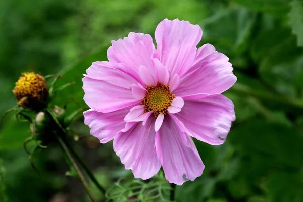 Piękny Kwiat Cosmos Cosmos Bipinnatus Rozmytym Tle — Zdjęcie stockowe