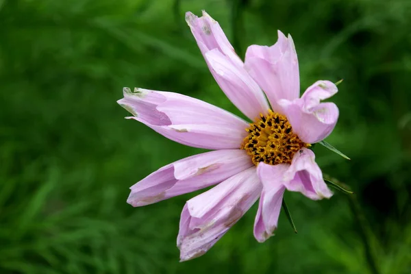Beautiful Cosmos flower (Cosmos Bipinnatus) with blurred background