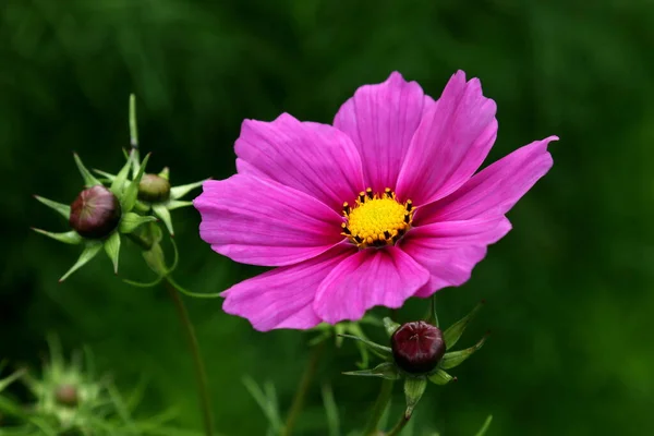 Piękny Kwiat Cosmos Cosmos Bipinnatus Rozmytym Tle — Zdjęcie stockowe