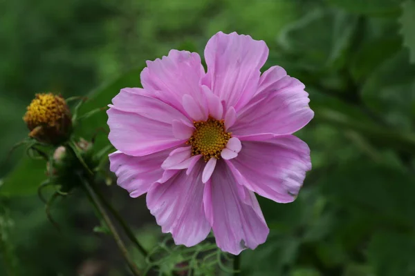 Schöne Kosmosblume Cosmos Bipinnatus Mit Verschwommenem Hintergrund — Stockfoto