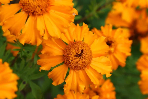 Turuncu Calendula 'nın yakın görüntüsü ya da kadife çiçeği