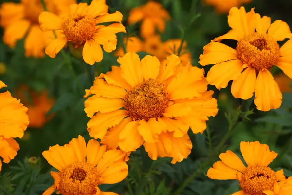 Turuncu Calendula 'nın yakın görüntüsü ya da kadife çiçeği