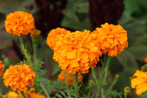 Nahaufnahme Von Orangefarbener Calendula Officinalis Oder Ringelblume — Stockfoto