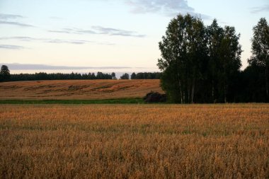                    Sarı günbatımında yulaf tarlası             