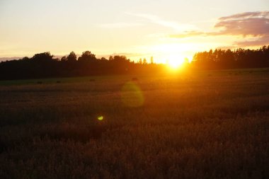                    Sarı günbatımında yulaf tarlası             