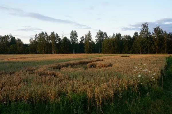 Oats Field Yellow Sunset — Stock Photo, Image