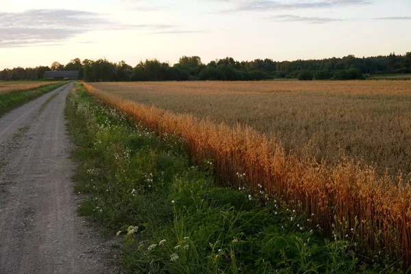 Oats Field Yellow Sunset — Stock Photo, Image