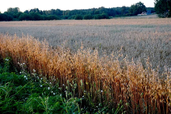 Campo Aveia Pôr Sol Amarelo — Fotografia de Stock