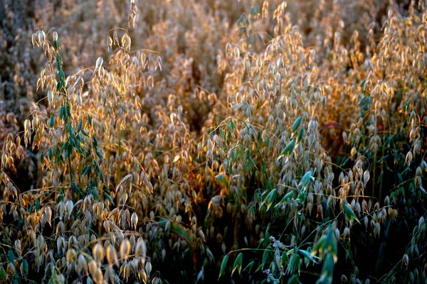 Oats Field Yellow Sunset — Stock Photo, Image