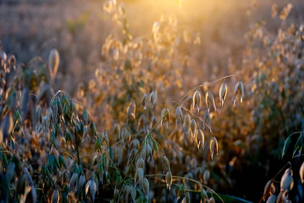 Champ Avoine Coucher Soleil Jaune — Photo