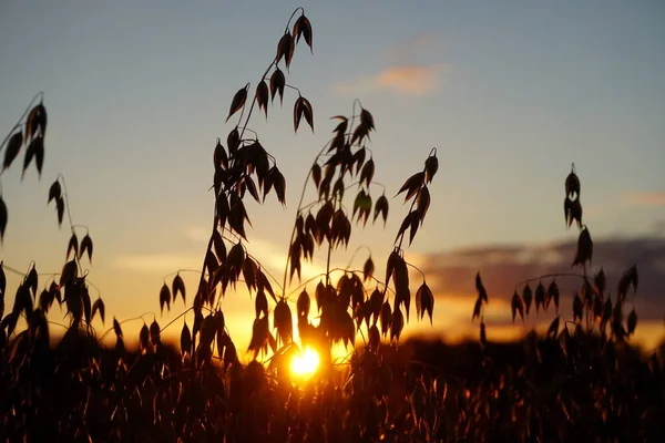 Oats Field Yellow Sunset — Stock Photo, Image