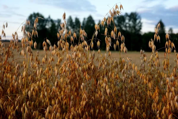 Haferfeld Bei Gelbem Sonnenuntergang — Stockfoto