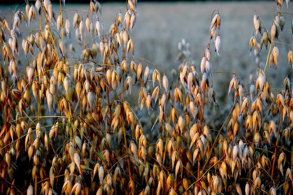 Campo Avena Atardecer Amarillo — Foto de Stock