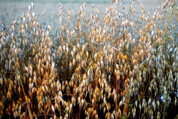 Campo Avena Atardecer Amarillo — Foto de Stock